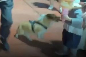 Police Dog in China Steals Kid's Sausage
