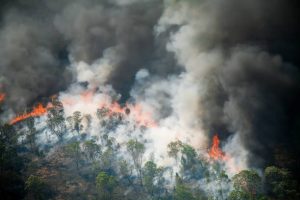 Rainforests Destroyed at Record Rate Last Year