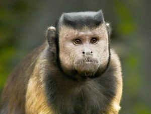 Square-Faced Monkey at Chinese Wildlife Park Goes Viral