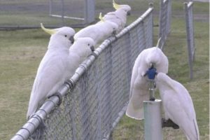 Australian Cockatoos Learn to Use Water Fountain
