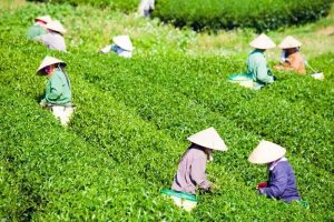 Beverage Companies Bring Cold Drinks to Farmers in Summer Fields