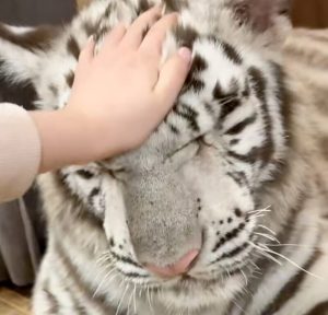 Chinese Woman in Ukraine Cares for Bengal Tiger