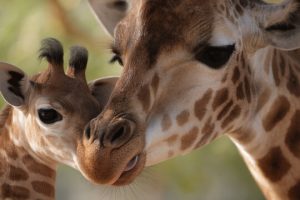 First Locally Bred Giraffe in China Gets a Brother