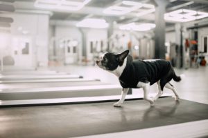 First Pet Gym to Open in Shanghai
