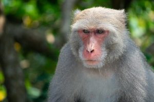 Taiwan Farm Warns Visitors After Monkey Snack Theft