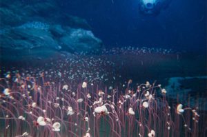 Chinese Researchers Discover Communities of Deep Sea Creatures