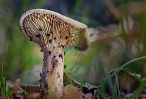 Elderly Man Hospitalises Family with Wild Mushrooms