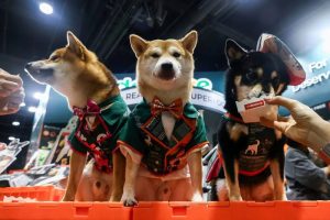 Huge Pet Expo Hosted in Jilin
