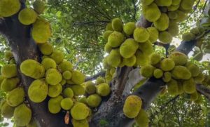 Jackfruit Tree Goes Viral for Fruit Growing