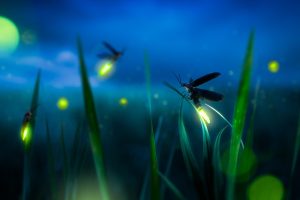 Nature Lovers Flock to Fujian's Firefly Season