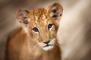 Shanxi Restaurant Offers Lion Cub Hugs with Afternoon Tea