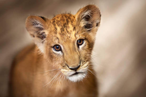 Shanxi Restaurant Offers Lion Cub Hugs with Afternoon Tea
