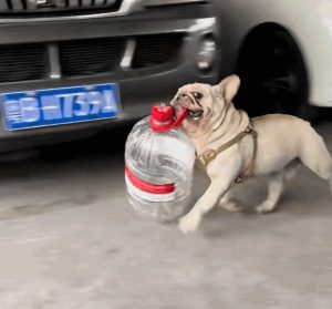 Pet Dog Goes Viral for Collecting Plastic Bottles