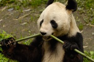 China's Panda Village Thrives by Working with Nature