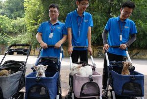 Tiger and Lion Cubs Make Debut in Chongqing