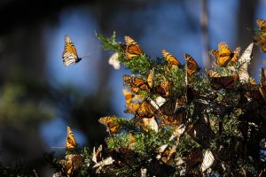 Butterfly Enthusiast Turns Hobby Into Successful Business