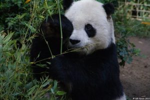 33-Year-Old Giant Panda Gao Gao Passes Away