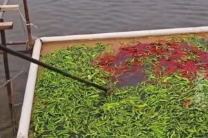Fish Pond Owner Feeds Fish With Chilis