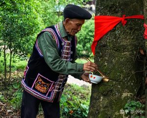 Gelao Ethnic Group Performs "Tree-Feeding" Ritual for Good Harvest