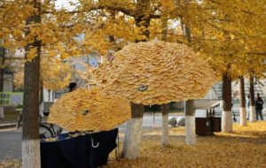 &lsquo;Ginkgo Umbrellas&rsquo; Capture Online Attention