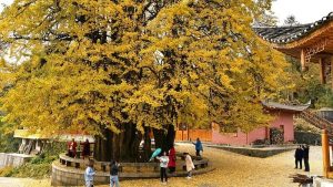 Ming Dynasty Ginkgo Tree Attracts Visitors