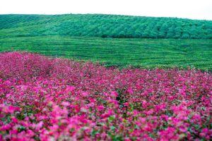 Pink-Purple Buckwheat Fields Blossom in Guizhou