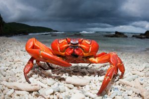 Red Crabs and the Religious Heritage of Christmas Island's Chinese Communities