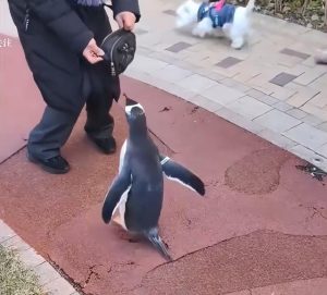 Woman Seen Walking Pet Penguin in China