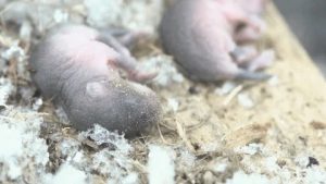 China's Space-Travelling Mouse Gives Birth