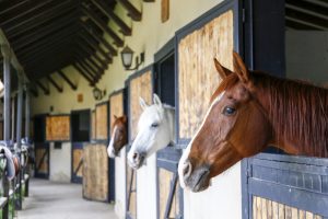 Horse Riding Charity&rsquo;s Equine Therapy Helps People with Disabilities in Hong Kong