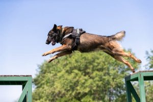 How China Trains and Develops Kunming Police Dogs