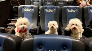 Pets Join Owners to Watch Zootopia 2 in Cinema