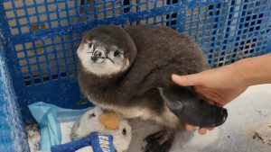 Shanghai Ocean Park Holds Naming Ceremony for Penguin Chick