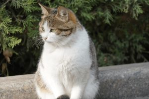 Cat Park in Chongqing Attracts Visitors and Aids Adoptions