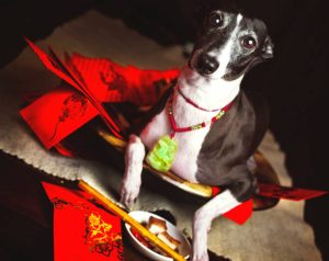 New Year's Even Meals for Pets Gain Popularity in China