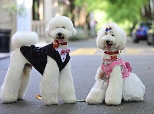 Pet Dogs Wed in Shanghai Ceremony