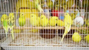 Birds Rise in Popularity Among Youth to Fuel China's Pet Market
