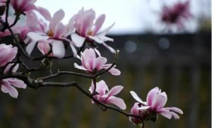 Flowers Bloom on Ancient Tree in Shaanxi