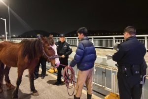 Man Calms Nervous Horse in Traffic in Hubei