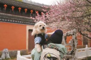 Pet Travel Surges in Popularity Over Spring Festival