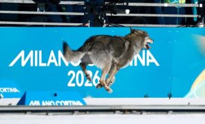 Stray Dog Breaks Into Winter Olympics Venue During Race