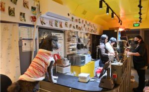 Train-Themed Pet Restaurant Offers Spring Festival Meals in Changchun