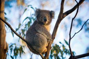 Australian University Gifts Koala to Chinese Academy of Sciences