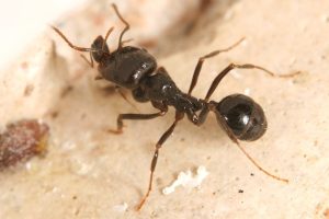 Chinese National Caught Trying to Smuggle 2,000 Queen Ants from Kenya