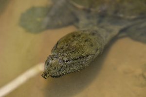 Taiwan Bans 641 Animals as Household Pets