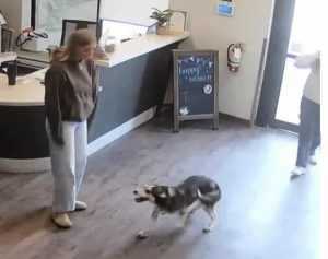 Dog in Canada Walks Herself to Daycare