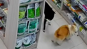 Dogs Go Shoplifting at Pharmacy in Changsha