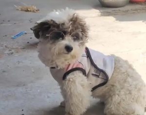 Owner Spends 800 RMB on Glasses for Nearsighted Dog