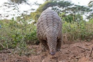 Pangolin Numbers on the Rise in Guangdong Province