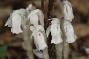 Rare &ldquo;Ghost Flower&rdquo; Discovered Deep in the Forests of Kafang Township